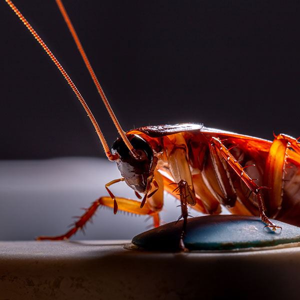 Cockroach Control