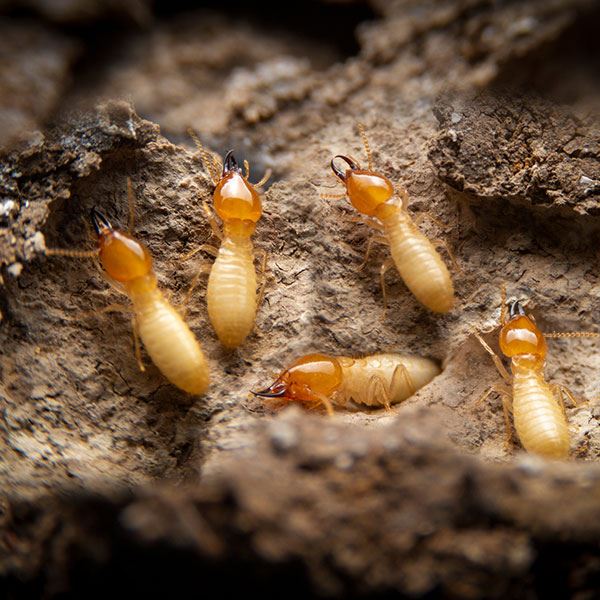 Termite Control